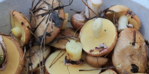 Kako brzo očistiti leptire: nakon šume, za kiseljenje, pravila za čišćenje malih i velikih gljiva